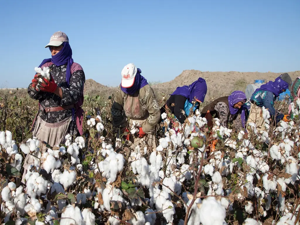 Cotton farm harvest